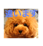 トイプードルのいろはちゃん 2（個別スタンプ：5）