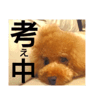 トイプードルのいろはちゃん 2（個別スタンプ：12）