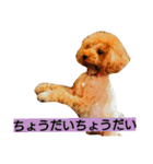 トイプードルのいろはちゃん 2（個別スタンプ：18）