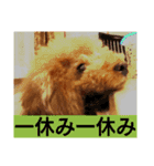 トイプードルのいろはちゃん 2（個別スタンプ：21）