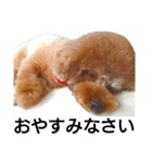 トイプードルのいろはちゃん 2（個別スタンプ：22）