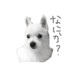 かわいいわーん1（個別スタンプ：5）