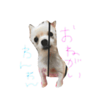 かわいいわーん1（個別スタンプ：13）