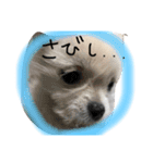 かわいいわーん1（個別スタンプ：16）