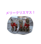 ゴールデンレトリバーのクリスマススタンプ（個別スタンプ：1）