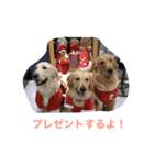 ゴールデンレトリバーのクリスマススタンプ（個別スタンプ：2）