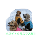 ゴールデンレトリバーのクリスマススタンプ（個別スタンプ：3）