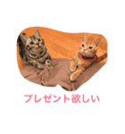 ゴールデンレトリバーのクリスマススタンプ（個別スタンプ：5）