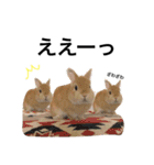 ムギと365。（個別スタンプ：23）