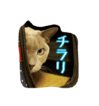 Tonkinese Cat Tom 4（個別スタンプ：5）