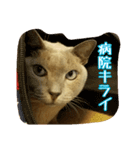 Tonkinese Cat Tom 4（個別スタンプ：6）