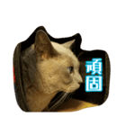 Tonkinese Cat Tom 4（個別スタンプ：7）