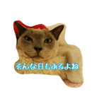 Tonkinese Cat Tom 4（個別スタンプ：14）