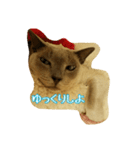 Tonkinese Cat Tom 4（個別スタンプ：15）