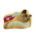 Tonkinese Cat Tom 4（個別スタンプ：20）