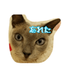 Tonkinese Cat Tom 4（個別スタンプ：22）