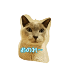 Tonkinese Cat Tom 4（個別スタンプ：31）