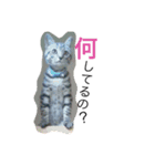 しゃあどらごん（個別スタンプ：1）