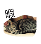 しゃあどらごん（個別スタンプ：6）