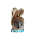 Tonkinese Cat Tom 3（個別スタンプ：1）