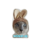 Tonkinese Cat Tom 3（個別スタンプ：2）