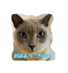 Tonkinese Cat Tom 3（個別スタンプ：13）