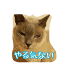 Tonkinese Cat Tom 3（個別スタンプ：15）