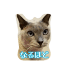 Tonkinese Cat Tom 3（個別スタンプ：23）