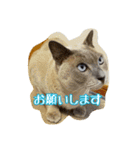 Tonkinese Cat Tom 3（個別スタンプ：25）