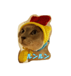 Tonkinese Cat Tom 3（個別スタンプ：27）