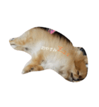 mahalochan（個別スタンプ：1）