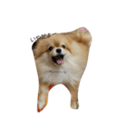 mahalochan（個別スタンプ：6）