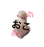 もこもこここ（個別スタンプ：8）