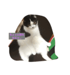 のたお（個別スタンプ：4）