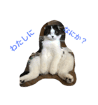 のたお（個別スタンプ：12）