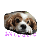 ティニーの一日（個別スタンプ：5）