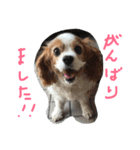 ティニーの一日（個別スタンプ：13）