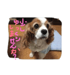 ティニーの一日（個別スタンプ：24）