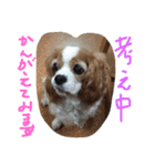 ティニーの一日（個別スタンプ：25）