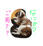ティニーの一日（個別スタンプ：26）