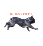 frenchbulldoglove（個別スタンプ：1）