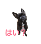 frenchbulldoglove（個別スタンプ：3）
