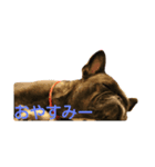 frenchbulldoglove（個別スタンプ：4）