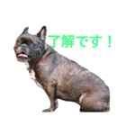 frenchbulldoglove（個別スタンプ：5）
