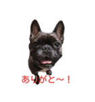 frenchbulldoglove（個別スタンプ：6）