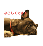 frenchbulldoglove（個別スタンプ：8）