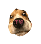 beagle fuji（個別スタンプ：1）