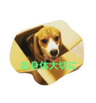 beagle fuji（個別スタンプ：2）