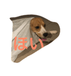 beagle fuji（個別スタンプ：3）