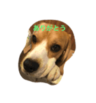 beagle fuji（個別スタンプ：4）